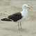 Kelp Gull